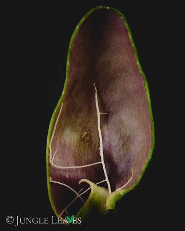 Dischidia major