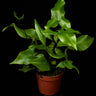 Doryopteris nobilis