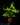 Doryopteris nobilis