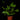 Doryopteris nobilis
