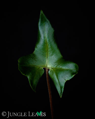 Doryopteris nobilis