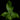 Doryopteris nobilis