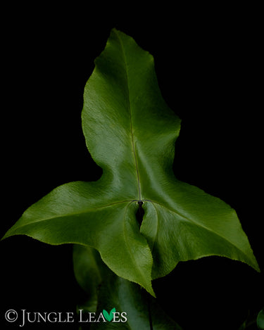 Doryopteris nobilis