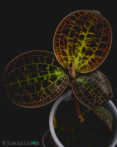 Dossinia marmorata