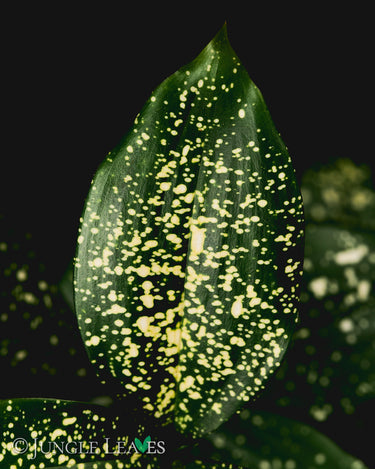 Dracaena surculosa 'Florida Beauty'