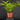 Dracaena surculosa 'Mike'