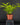 Dracaena surculosa 'Mike'
