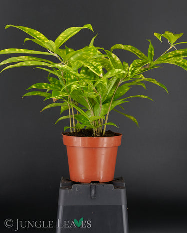 Dracaena surculosa 'Mike'