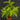 Dracaena surculosa 'Mike'
