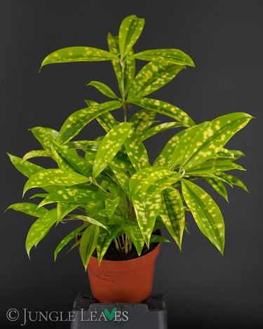 Dracaena surculosa 'Mike'