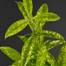 Dracaena surculosa 'Mike'