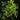 Drimys aromatica