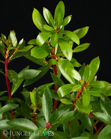 Drimys aromatica