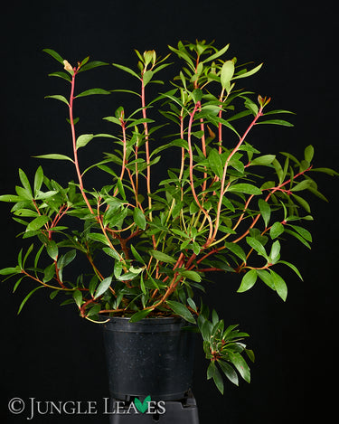 Drimys aromatica