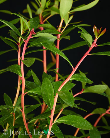 Drimys aromatica