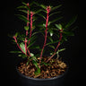 Drimys aromatica 'Red Spice'