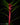 Drimys aromatica 'Red Spice'