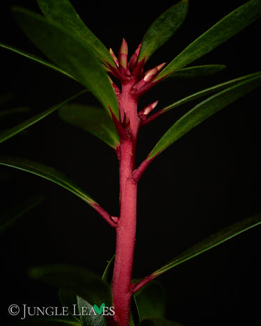 Drimys aromatica 'Red Spice'