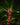 Drimys aromatica 'Red Spice'