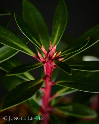 Drimys aromatica 'Red Spice'