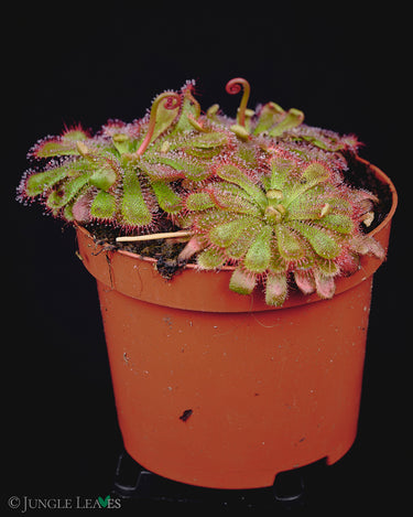 Drosera aliciae