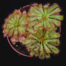 Drosera aliciae