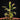 Drosera madagascariensis