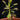 Drosera madagascariensis