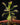 Drosera madagascariensis