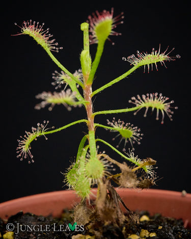 Drosera madagascariensis