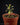 Drosera madagascariensis