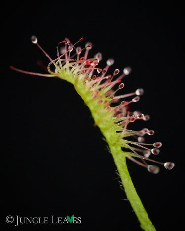 Drosera madagascariensis