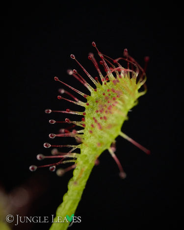 Drosera madagascariensis