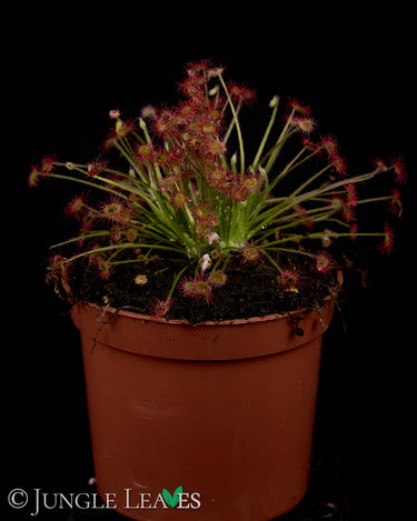Drosera paradoxa