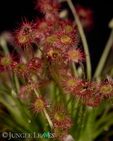 Drosera paradoxa