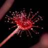 Drosera paradoxa