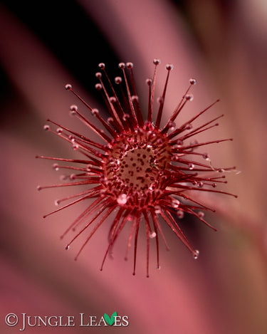 Drosera paradoxa