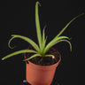 Drosera regia