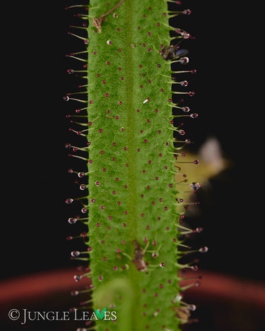 Drosera regia