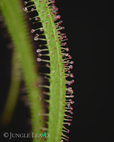 Drosera regia