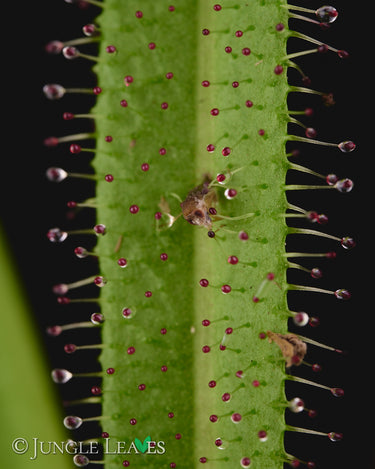 Drosera regia