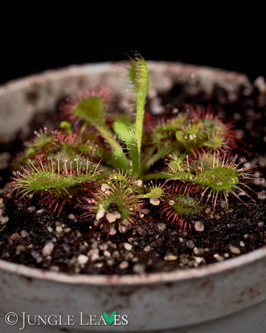 Drosera spatulata