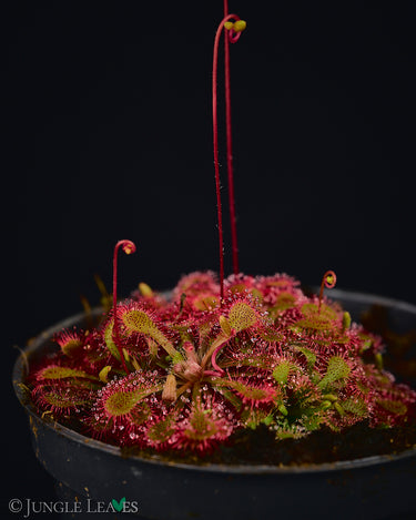 Drosera spatulata