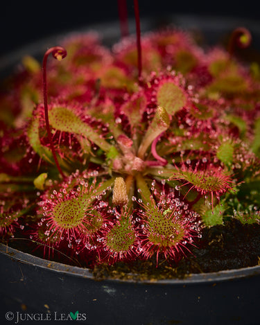 Drosera spatulata