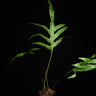 Drynaria quercifolia