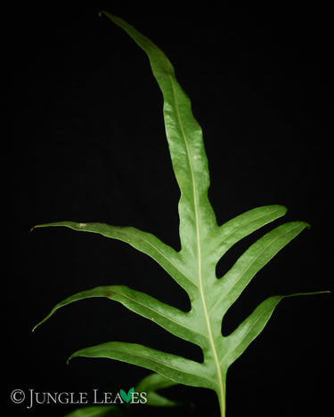 Drynaria quercifolia