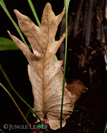 Drynaria quercifolia