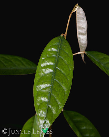 Durio zibethinus (Durian)