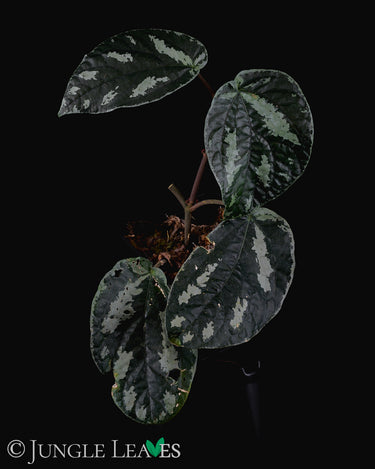 Elatostema sp. Thailand (Surat Thani)