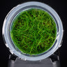 Eleocharis pusilla (Zwergnadelsimse) in vitro